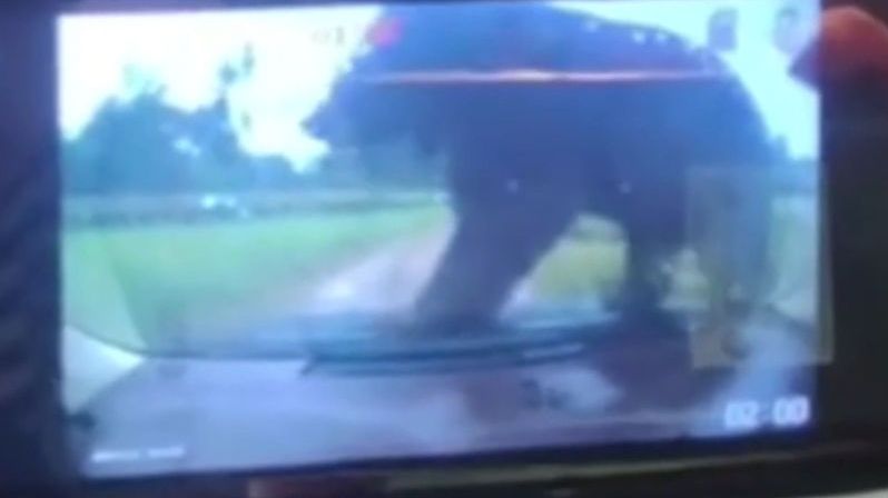 Medvěd v čínském safari vyskočil na auto s rodinou. Nedopadlo to dobře